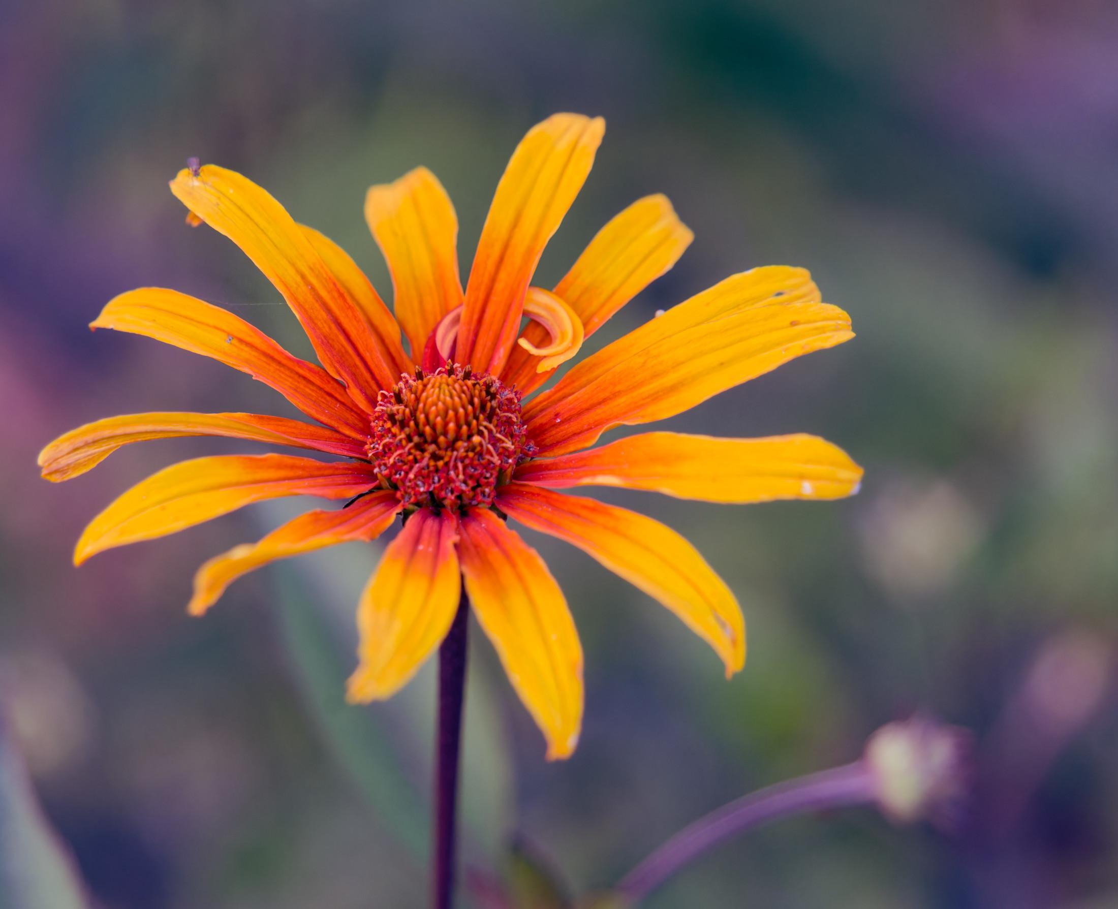 A daisy family flower