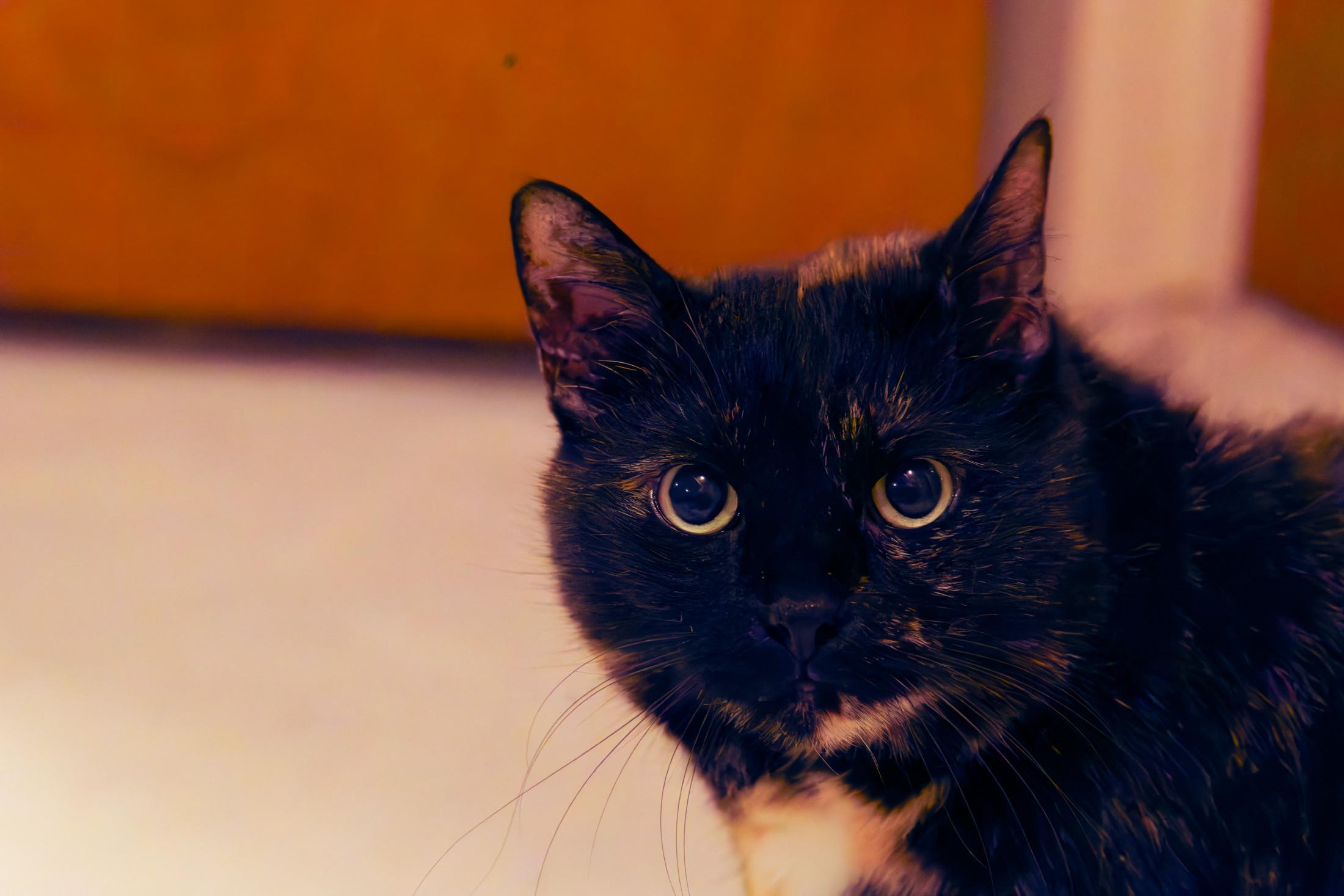 Lenny's Dark Calico