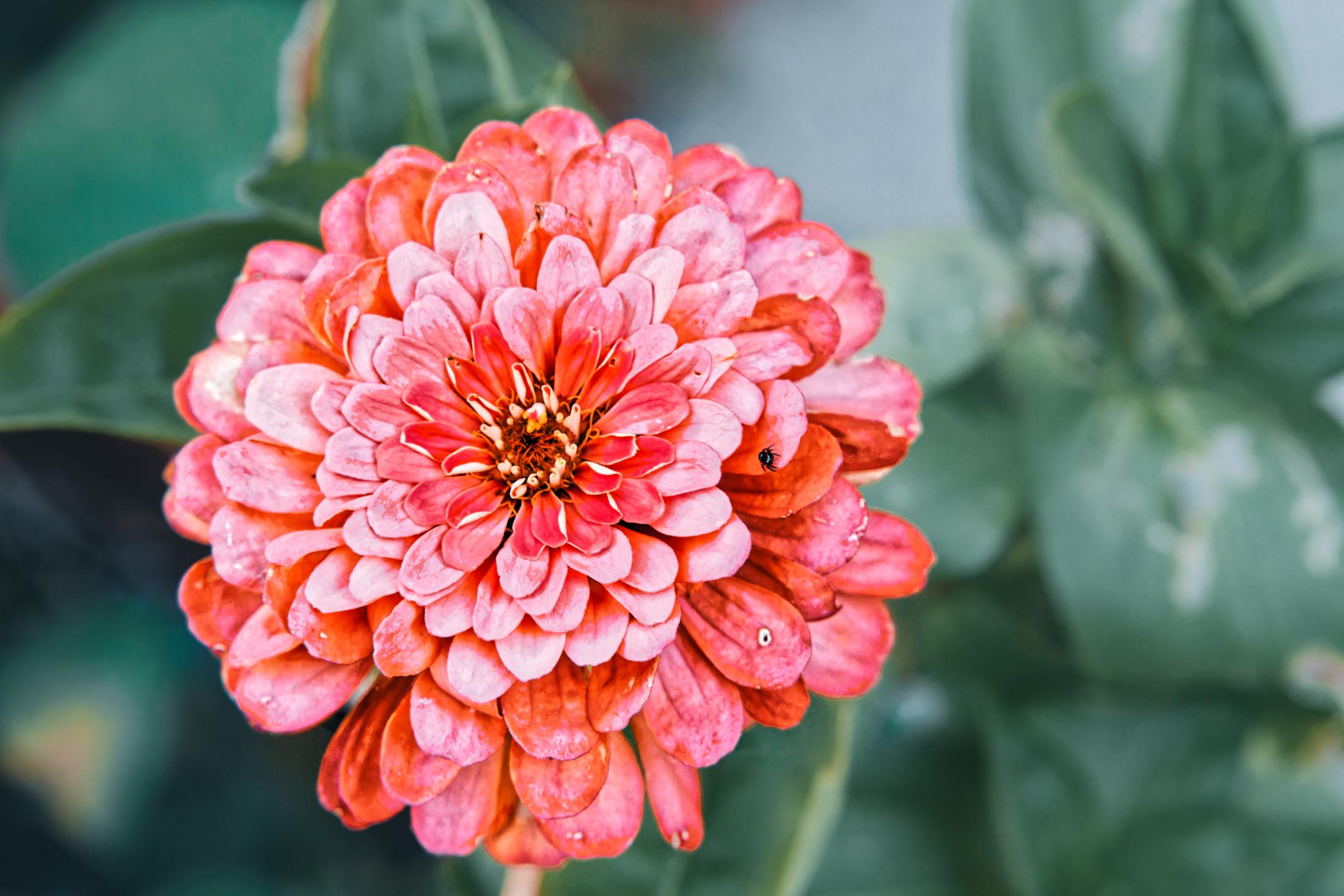 A Zinnia I found out walking on Tower Road