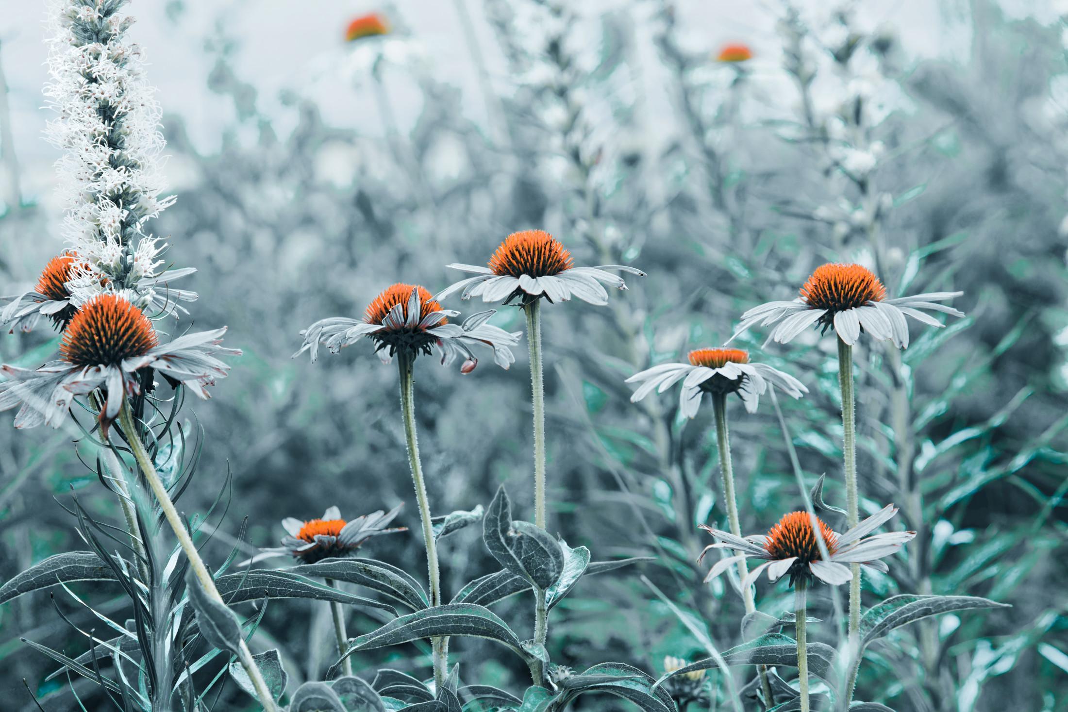 A row of not-so-purple purple coneflowers